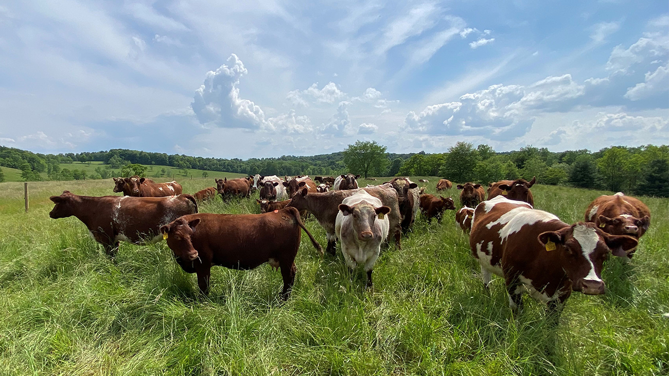 26-web-hero-shorthorns