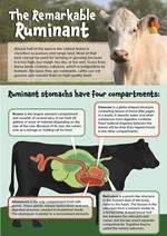 Remarkable Ruminant