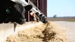Cattle at Feed Bunk 