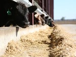 Cattle at Feed Bunk