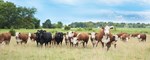 Cattlemen's Corner Cow Scene