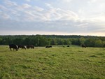 Cows in Pasture 4x3