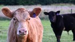 Johnson Show Cattle - cowsHRZ